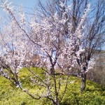 sakura01