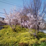 sakura02