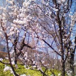 sakura04